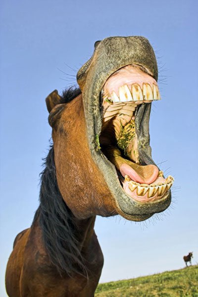 56884-vista-de-un-caballo-mostrando-sus-dientes.jpg