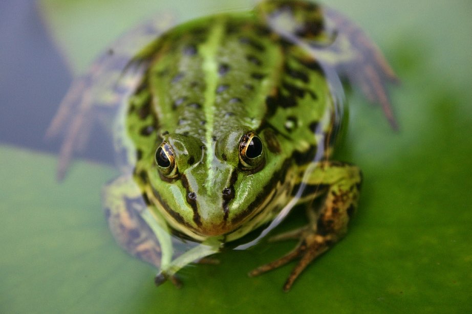Gonas Rana Las ranas